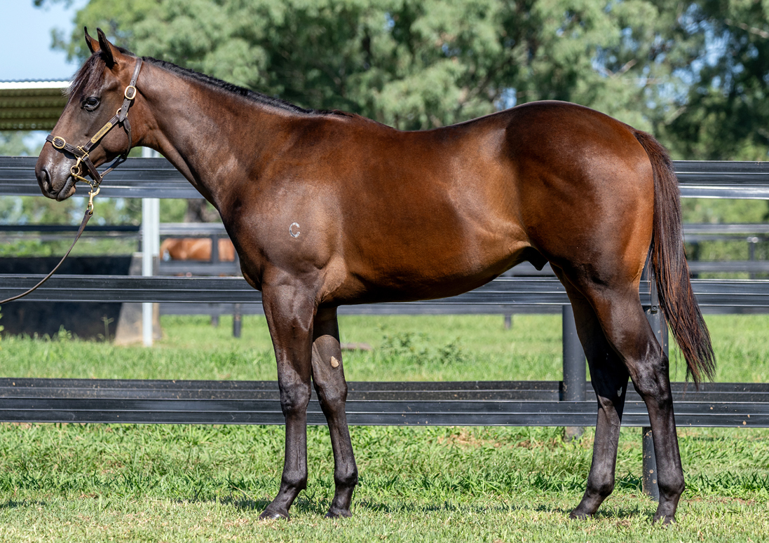 FASTNET ROCK x TANTALUS (NZ) BAY COLT with CIARON MAHER Racing FASTNET ROCK x TANTALUS (NZ) BAY COLT with CIARON MAHER Racing